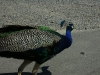 PICT0055_Small.jpg