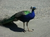 PICT0056_Small.jpg