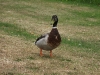 PICT0120_Small.jpg